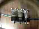 E1148 National Union Vacuum Tubes 2c22 Twin Triodes