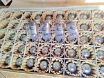 4 Pcs New 6J32P/EF86 /EF806/6BK8 Svetlana Tubes Same Date 09. 1982. Fixed Price $43.00.