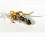 Ge JG-6111 Mini Vacuum Tube Usa Not Tested. Fixed Price $7.20.